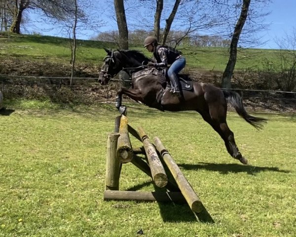 jumper Garrant (KWPN (Royal Dutch Sporthorse), 2011, from Warrant)