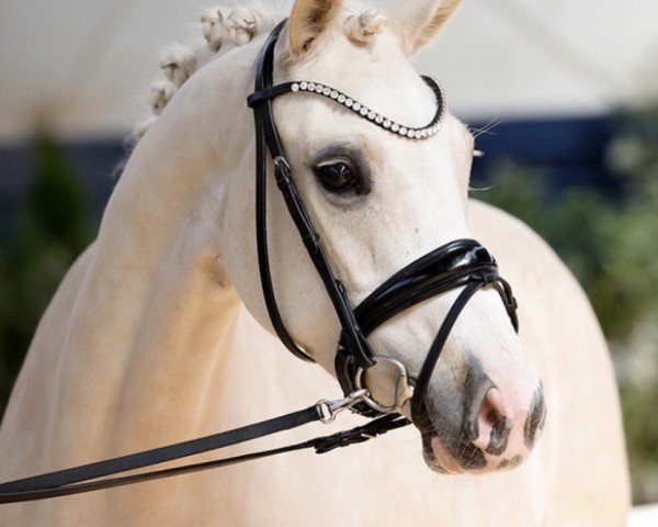 Dressurpferd Diva Colada 3 (Deutsches Reitpony, 2019, von Dressed in Gold 3)
