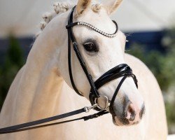 Dressurpferd Diva Colada 3 (Deutsches Reitpony, 2019, von Dressed in Gold 3)