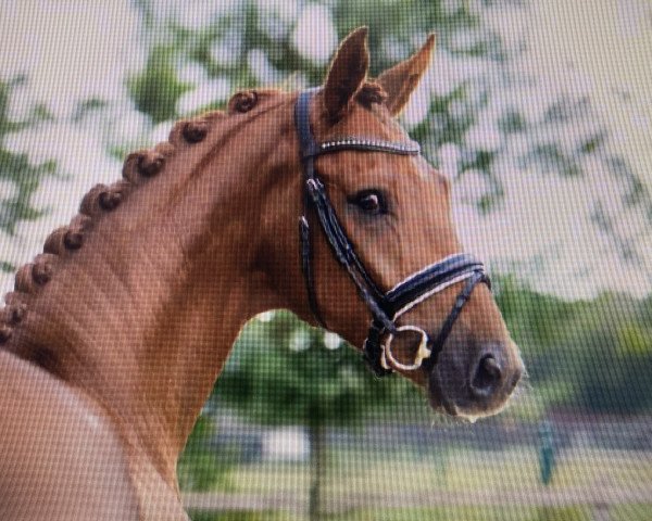 horse Lazado (Hanoverian, 2016, from Livaldon)