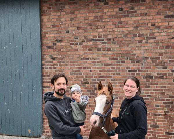 Pferd Barbados (Deutsches Reitpony, 2021, von Big Star Tf)