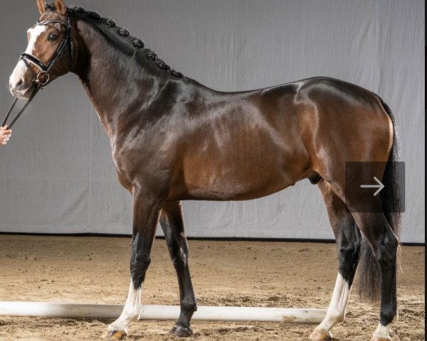dressage horse Zoomlight 3 (Westphalian, 2018, from Zoom)
