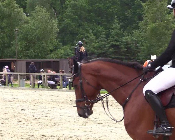 Reitturnier Kropp 2025