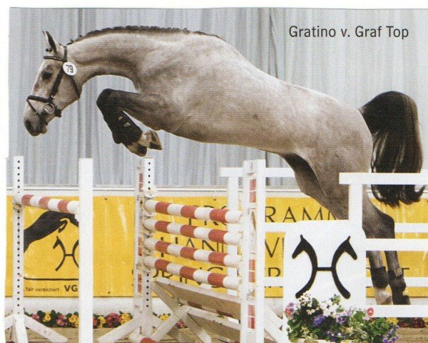 Springpferd Gratino 4 (Hannoveraner, 2008, von Graf Top)