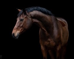 dressage horse Lentox (Westphalian, 2008, from Lissabon 29)