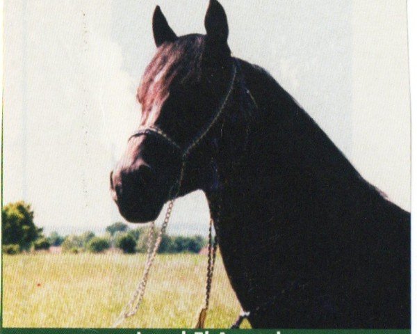 horse Jamal El Assuad ox (Arabian purebred, 1996, from Janbu ox)