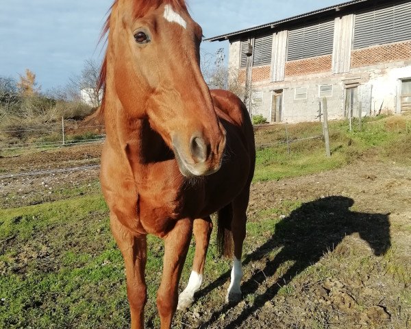 horse Saratino xx (Thoroughbred, 2010, from Lord of England xx)