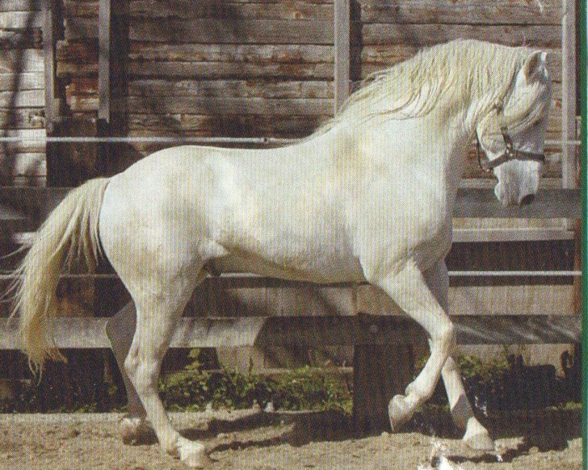 Deckhengst Jason de la Foret (Berber, 1997, von Hakem)