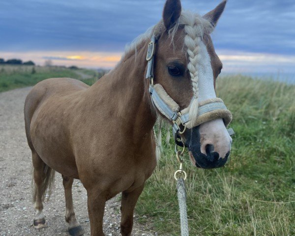 Dressurpferd Lurex Lilly (Welsh-Cob (Sek. C), 2011, von River Dancer)