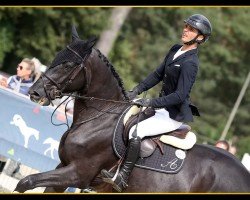 stallion Just So Special (Selle Français, 2019, from I'm Special de Muze)