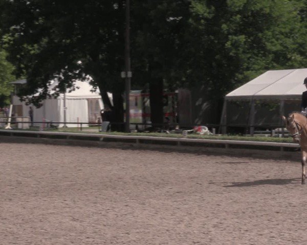 Reitturnier Hamm-Rhynern 2025