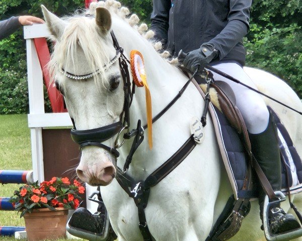 Springpferd Tom Tailor 7 (Welsh Pony (Sek.B), 2009, von Timing)