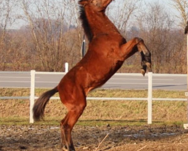horse Rose of Buckingham (German Sport Horse, 2019, from Buckingham)