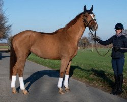 broodmare Dornröschen (Westphalian, 2015, from Dabuten van Overis Z)