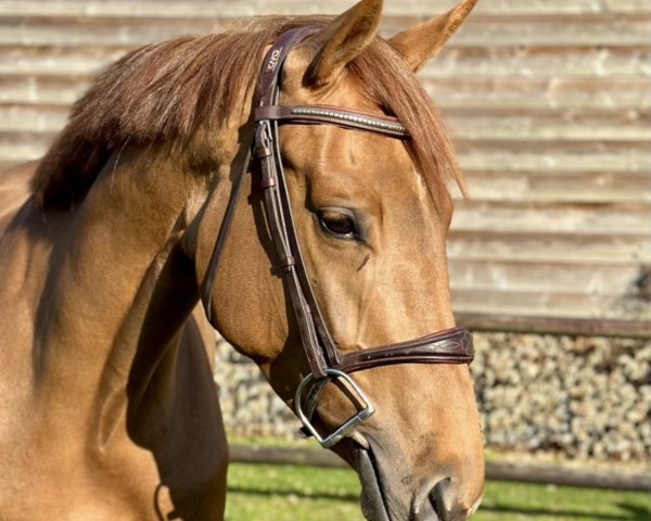 horse Coeur D’Aubry (KWPN (Royal Dutch Sporthorse), 2021, from Herrera TN)