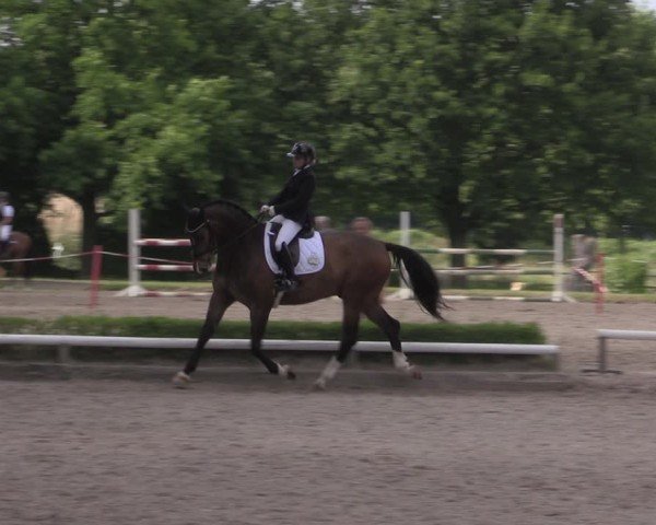 Reitturnier Hamm-Rhynern 2025