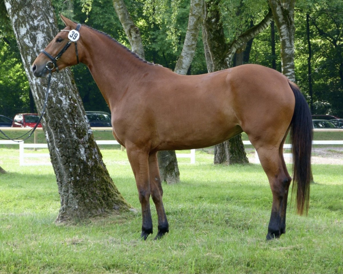horse Bora Bora H (German Warmblood, 2012, from Vulkano FRH)