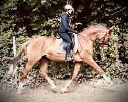 jumper Una Rossa JPS (Westphalian, 2017, from United Touch S)