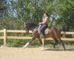 Springpferd Illusion 84 (KWPN (Niederländisches Warmblut), 2013, von Glock's Dream Boy)