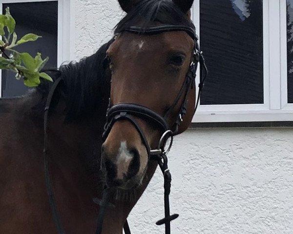 horse Rana Gül (Oldenburg, 2017, from Rock the World)