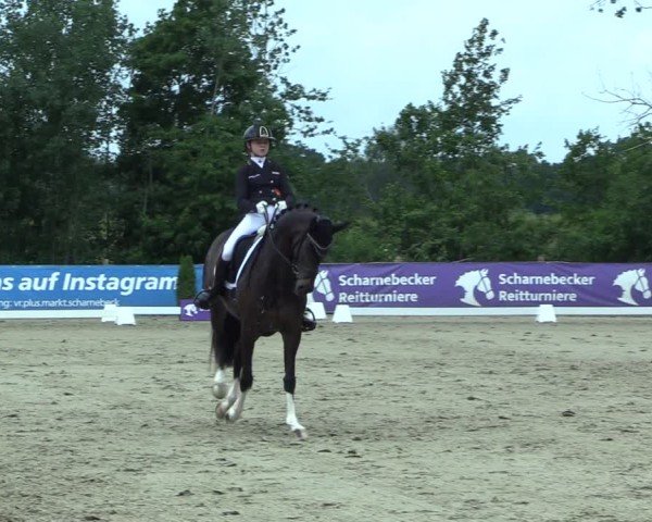 Reitturnier Scharnebeck 2025