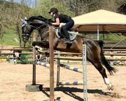 jumper Stelinja du Moulin MM (Oldenburg show jumper, 2015, from Stakkato Gold)
