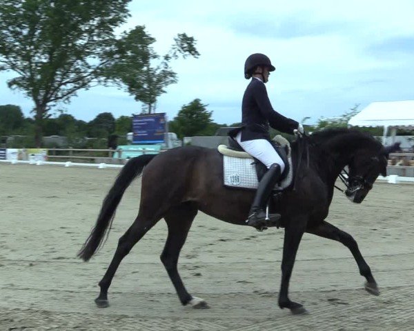Reitturnier Scharnebeck 2025