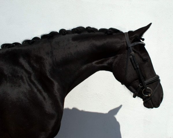 dressage horse Caipirinha E (Westphalian, 2013, from Cordynox)
