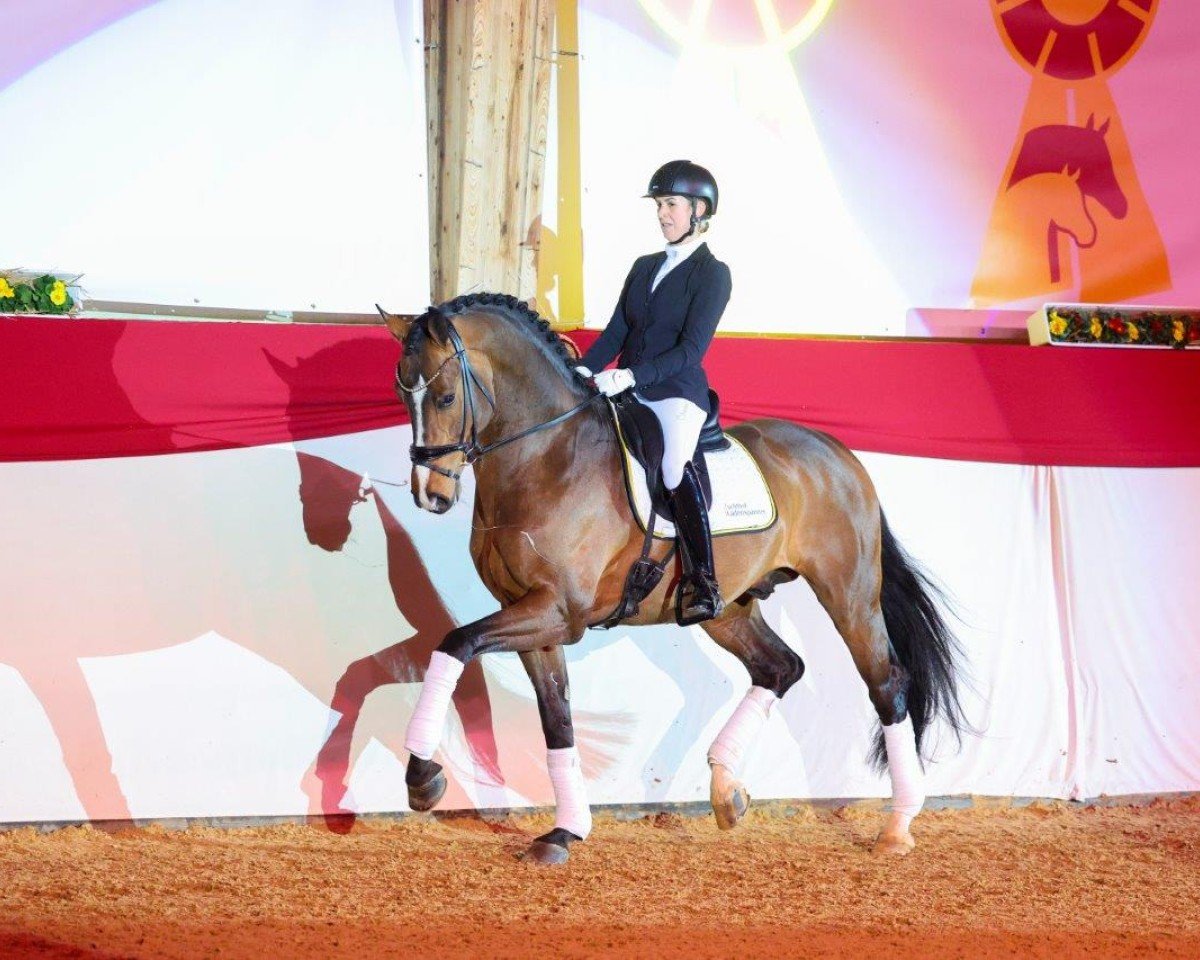 stallion Erste Sahne (Rhinelander, 2019, from Escamillo)