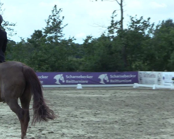 Reitturnier Scharnebeck 2025