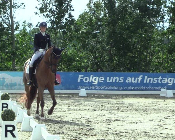 Reitturnier Scharnebeck 2025