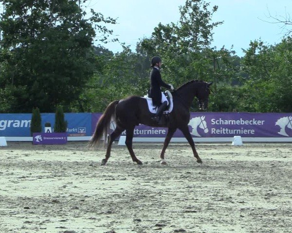 Reitturnier Scharnebeck 2025