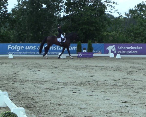 Reitturnier Scharnebeck 2025