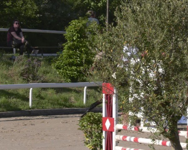 Reitturnier Bornheim-Widdig 2025