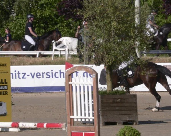 Reitturnier Bornheim-Widdig 2025