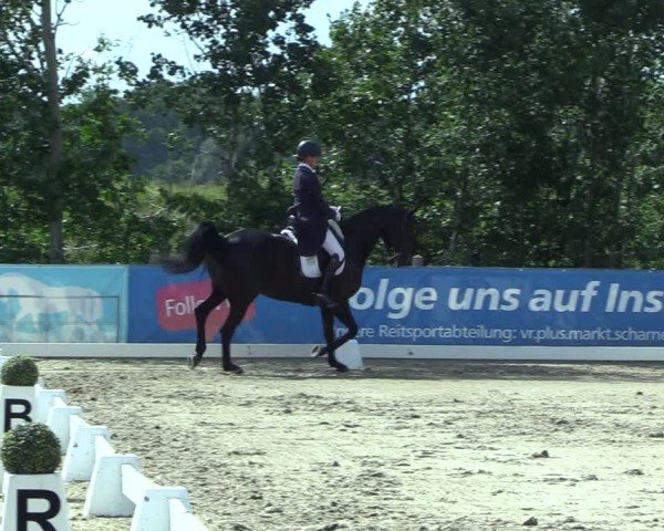 Reitturnier Scharnebeck 2025
