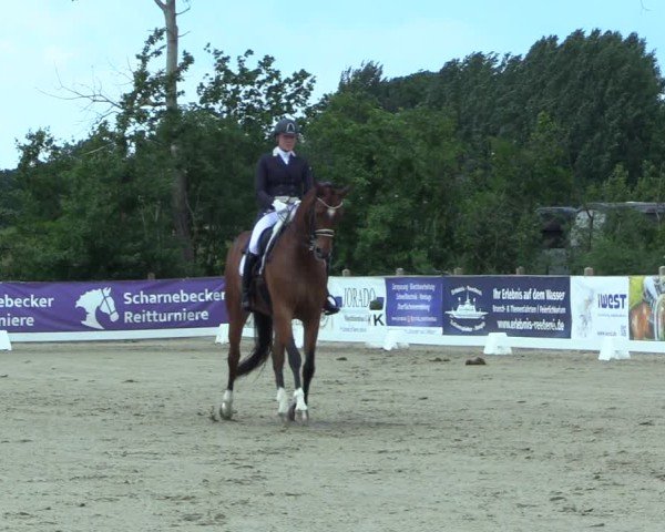 Reitturnier Scharnebeck 2025
