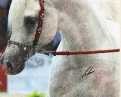 stallion Mahadin ox (Arabian purebred, 1997, from Madkour I ox)