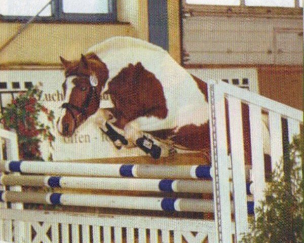 stallion Manolo (Lewitzer, 2002, from Manoulito)