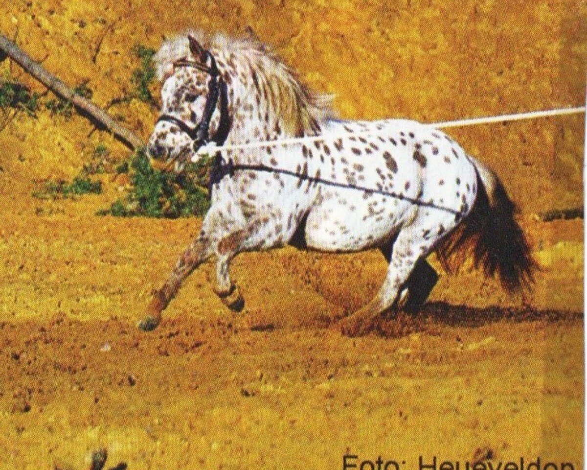 stallion Mc Gregor (Dt.Part-bred Shetland pony, 2000, from Mc Gyver)