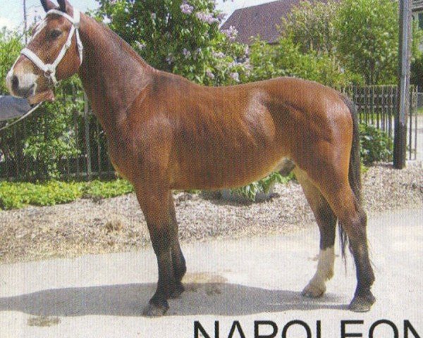 jumper Napoleon XXII CH (Freiberger, 2006, from Nepal II CH)