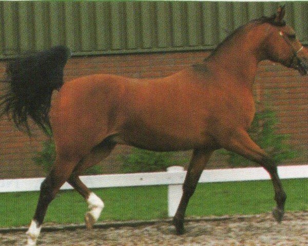 horse Naryshkin ox (Arabian purebred, 1991, from Gomel ox)
