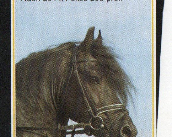 stallion Nijk-Hü (Friese, 1996, from Naen 264)