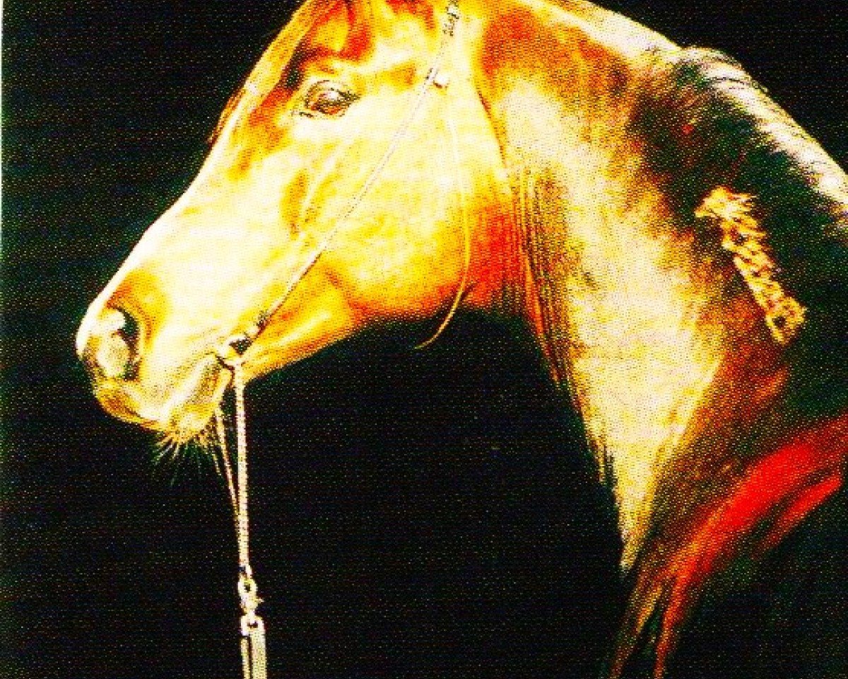 stallion Nemir ox (Arabian purebred, 1987, from Neman 1973 ox)