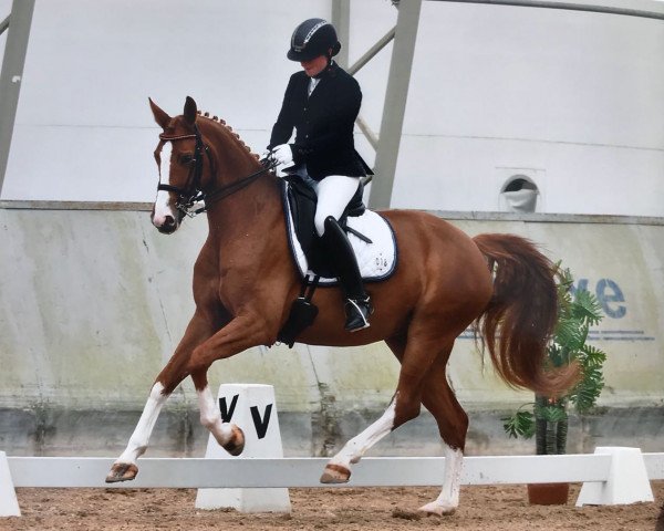 dressage horse Fifty-Cent (Oldenburg, 2011, from Belissimo NRW)