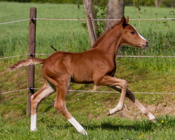 horse Namaskar YS (German Riding Pony, 2021, from Fs Numero Uno)