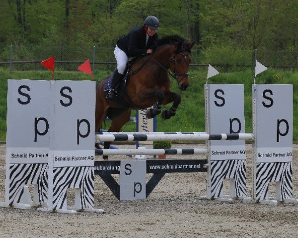 Cavallo da salto Copana CH (Cavallo svizzero a sangue caldo, 2013, di S.M. Contador)