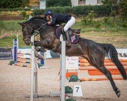 jumper Picasso 887 (Oldenburg show jumper, 2020)