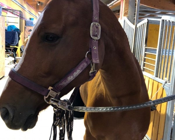 horse Little Rocket 7 (KWPN (Royal Dutch Sporthorse), 2012, from Arezzo)