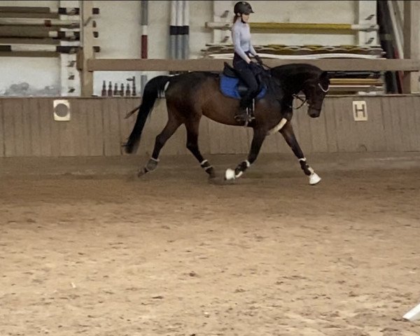 Springpferd Fiorella's Finest (Hannoveraner, 2016, von Finest)